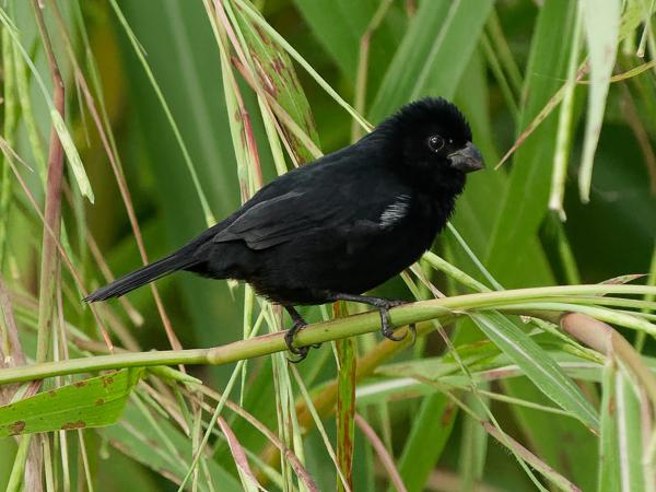 <h3><a href="/trips/costa-rica/biota/animalia/chordata/aves/040 passeriformes/127 thraupidae/sporophila corvina/sporophila corvina-nl.html">Sporophila&nbsp;corvina</a> / Variable&nbsp;seedeater / Noordelijk&nbsp;bont&nbsp;dikbekje</h3>OM-1 Mark II met OLYMPUS M.150-400mm F4.5 TC, 1/2000 sec  bij F5.6, ISO 6400, afstand 11.6&nbsp;m